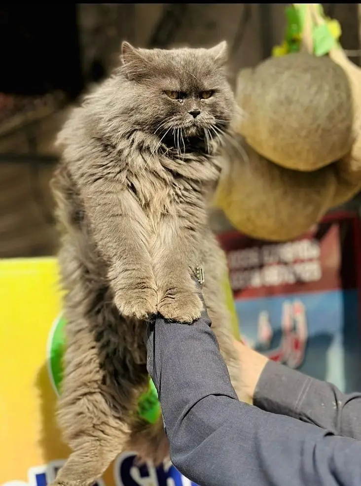 Persian triple coated cats for sale cash on delivery available hy — photo 11