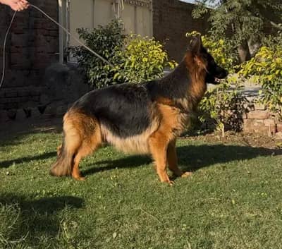 German Shepherd Long Coat Female For Urgent Sale