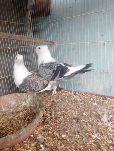 (Fancy pegeons)