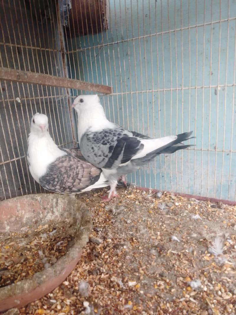 (Fancy pegeons) 0