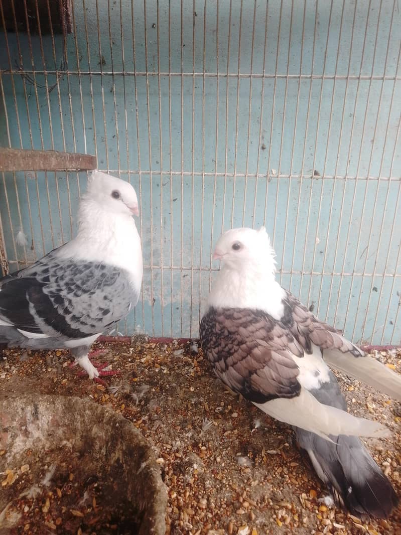 (Fancy pegeons) 1