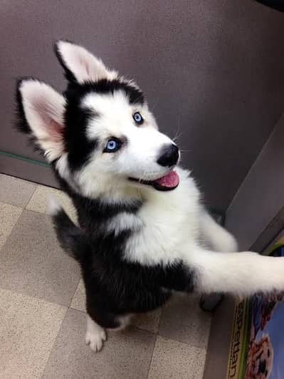 Siberian husky puppies 0330*540*611*five