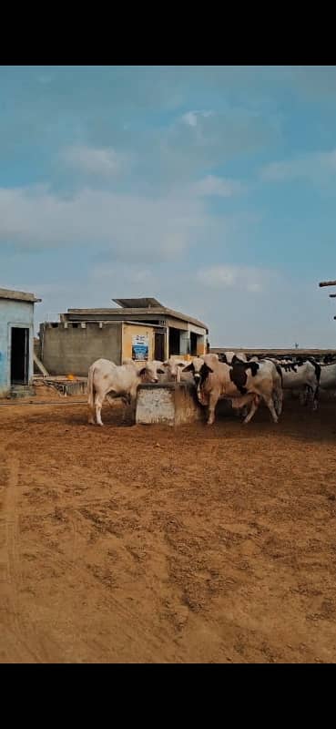 Apna Cattle Farm Sirf 12 Lakh Mein!