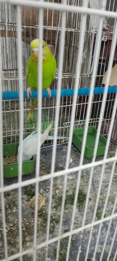 australian parrots