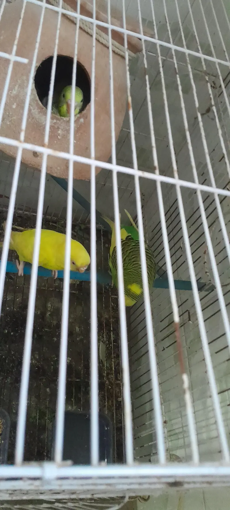 australian parrots — photo 2