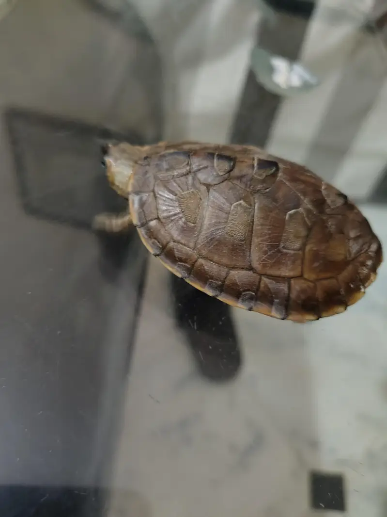 turtle pair for sale — photo 2