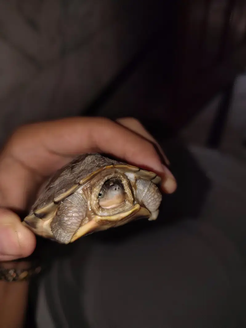 turtle pair for sale — photo 4