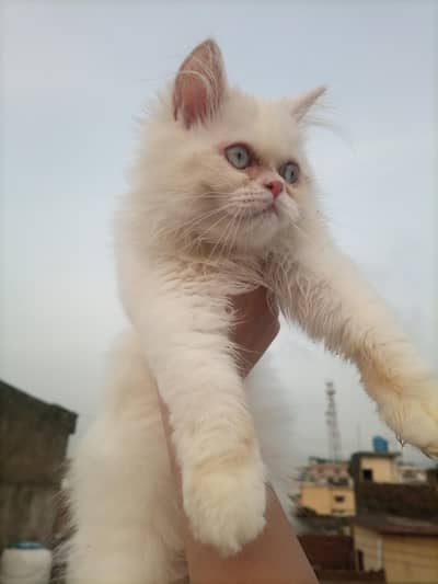 white Persian cat for sale