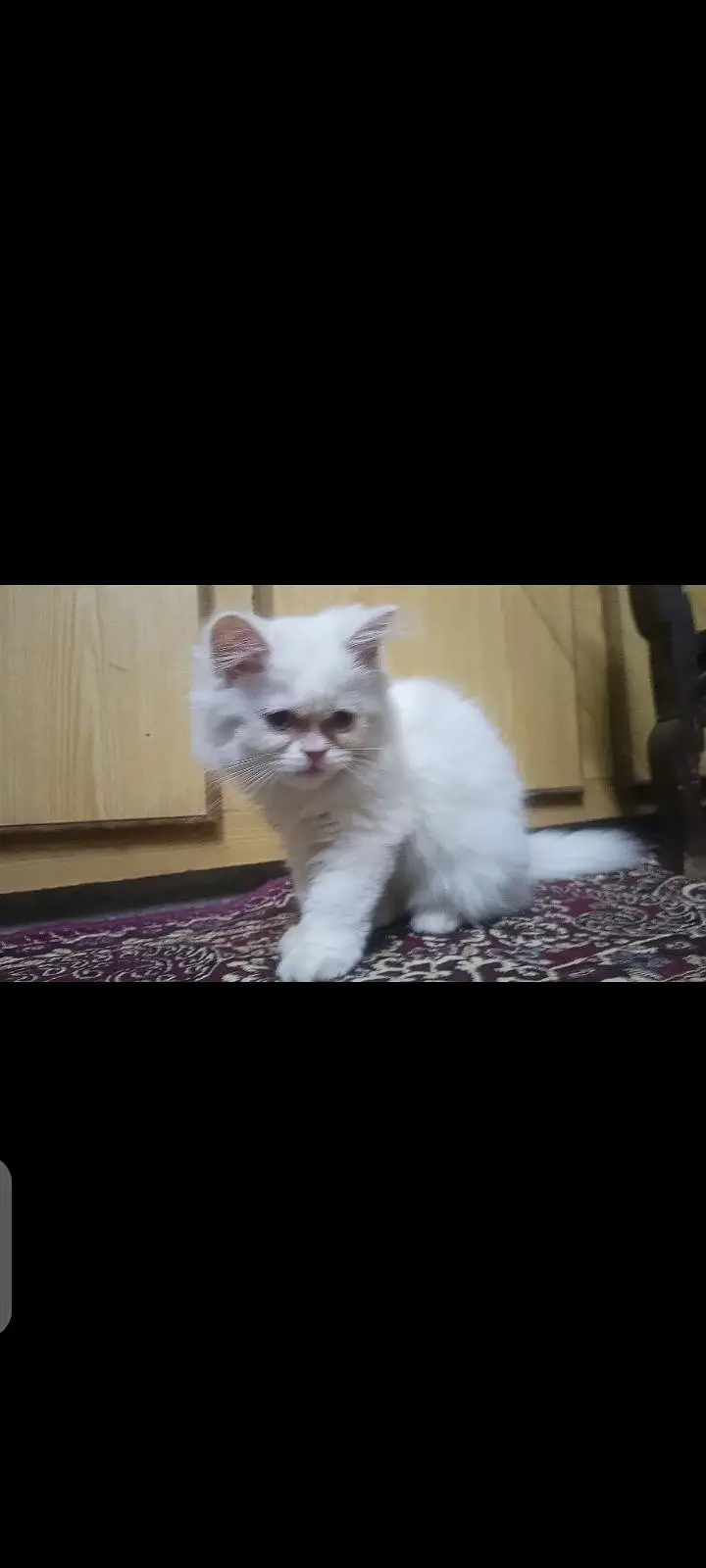 white Persian cat for sale — photo 3
