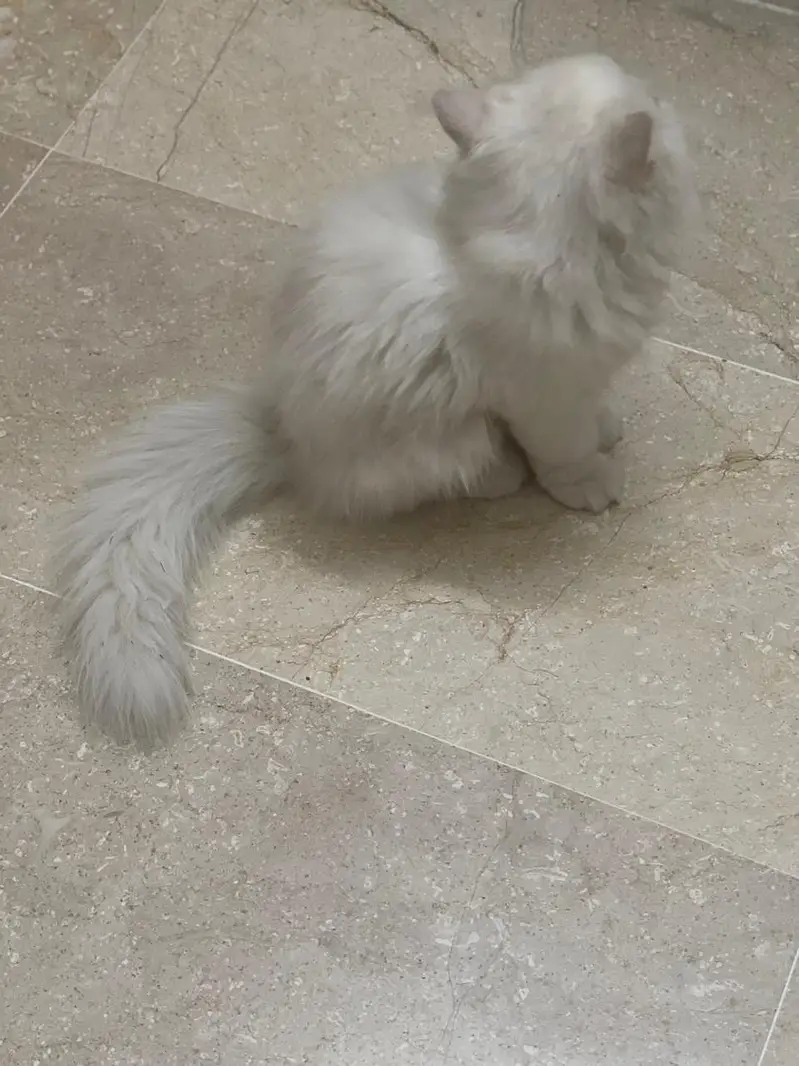 white Persian cat for sale — photo 4