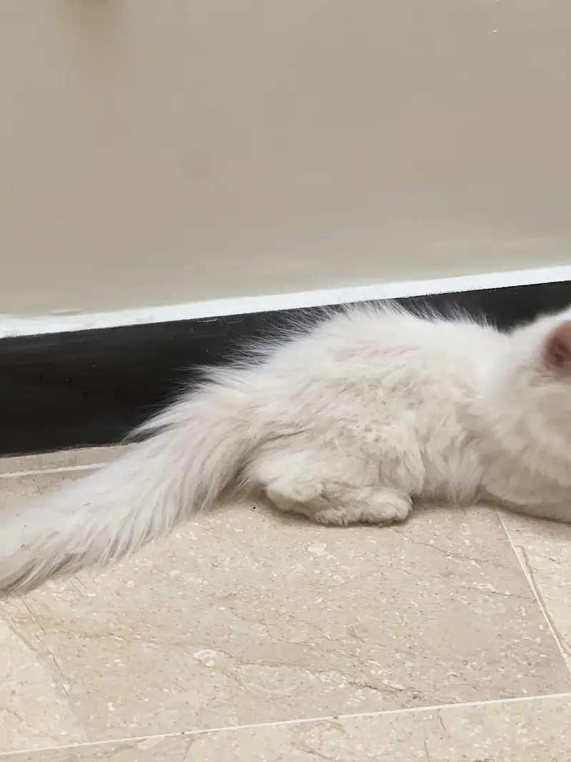 white Persian cat for sale — photo 5