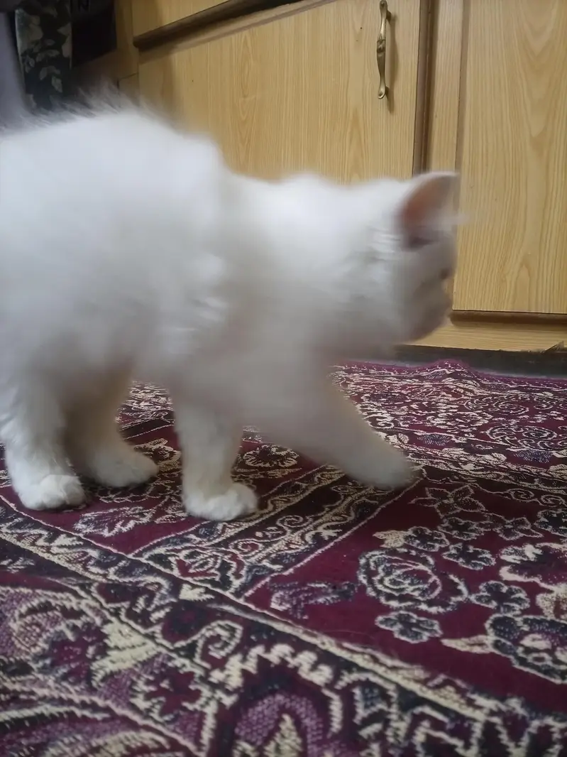 white Persian cat for sale — photo 6