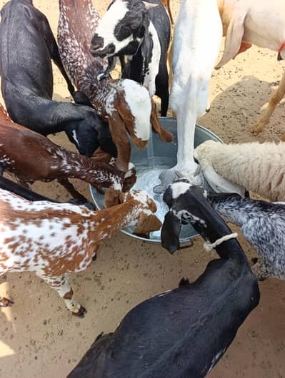 Goats and Sheeps available in reasonable price