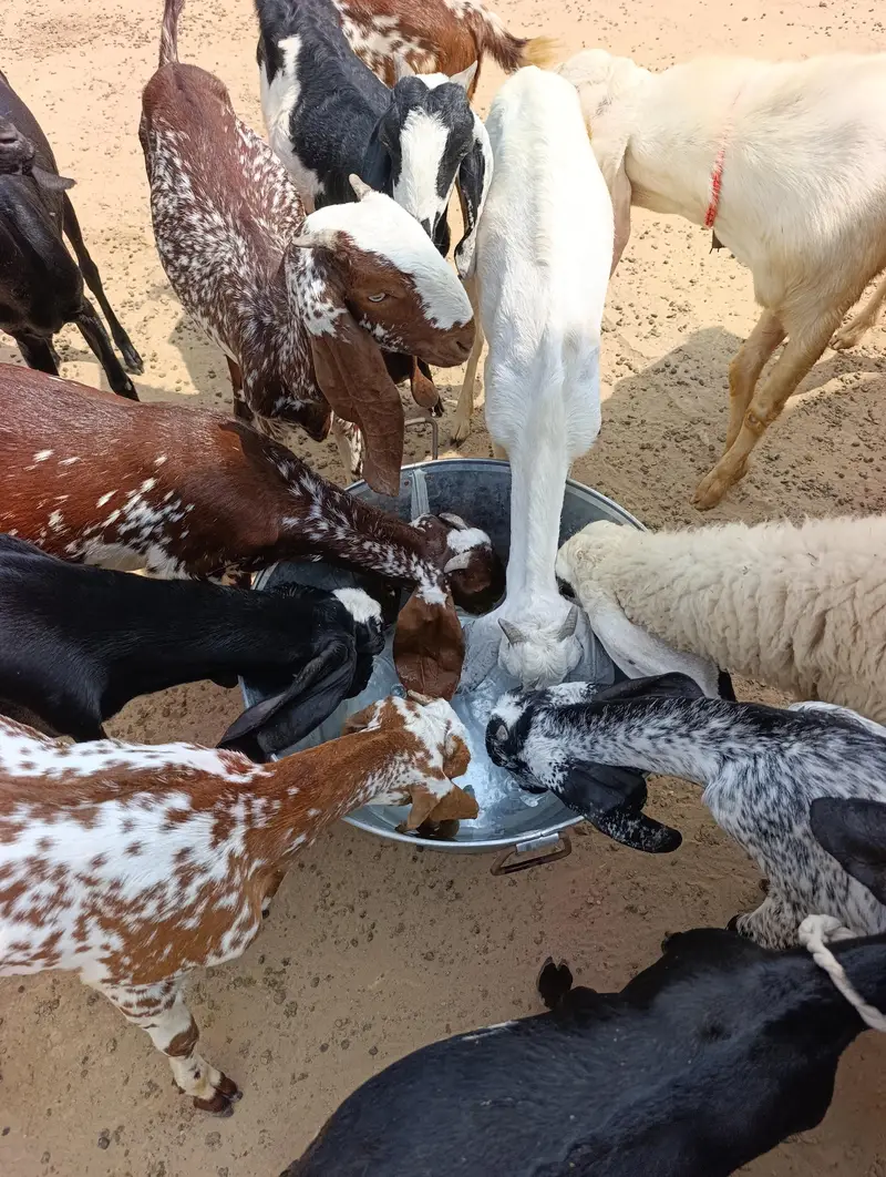 Goats and Sheeps available in reasonable price — photo 2