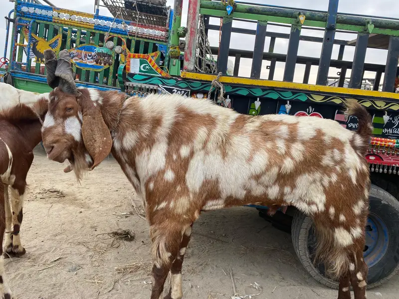 Goats and Sheeps available in reasonable price — photo 3