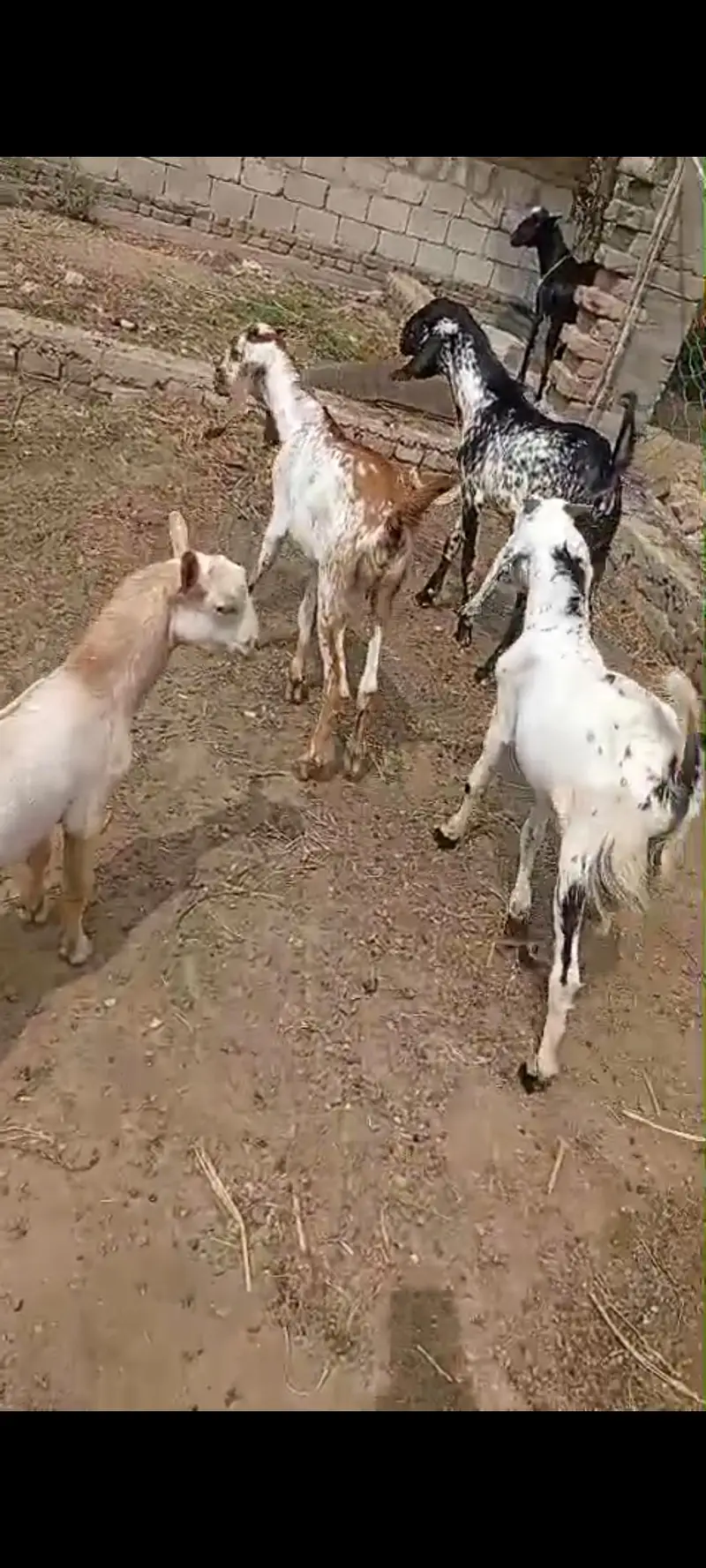 Goats and Sheeps available in reasonable price — photo 4