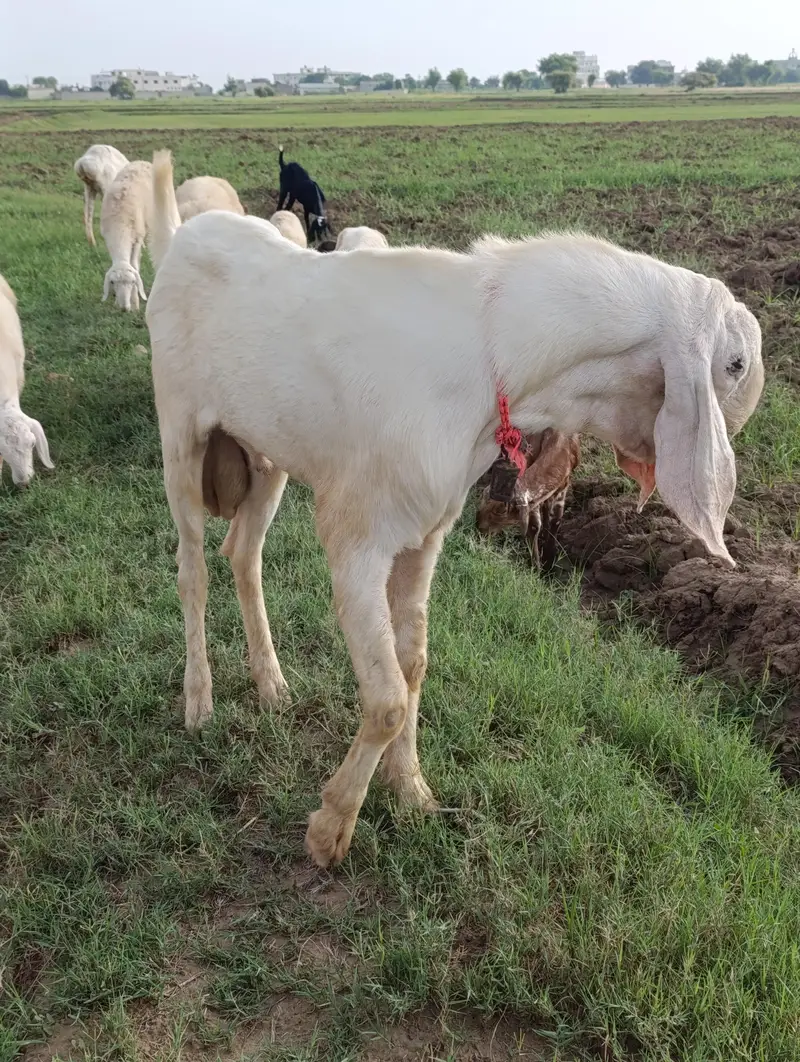 Goats and Sheeps available in reasonable price — photo 5