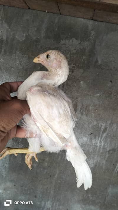 paper white heera chicks high quality aseel and Thai chicks pair