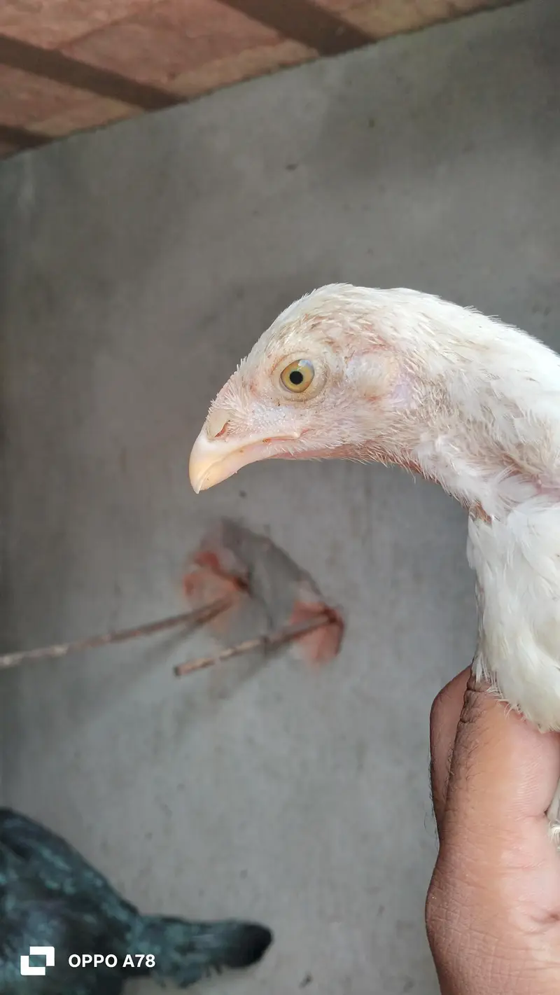 paper white heera chicks high quality aseel and Thai chicks pair — photo 2