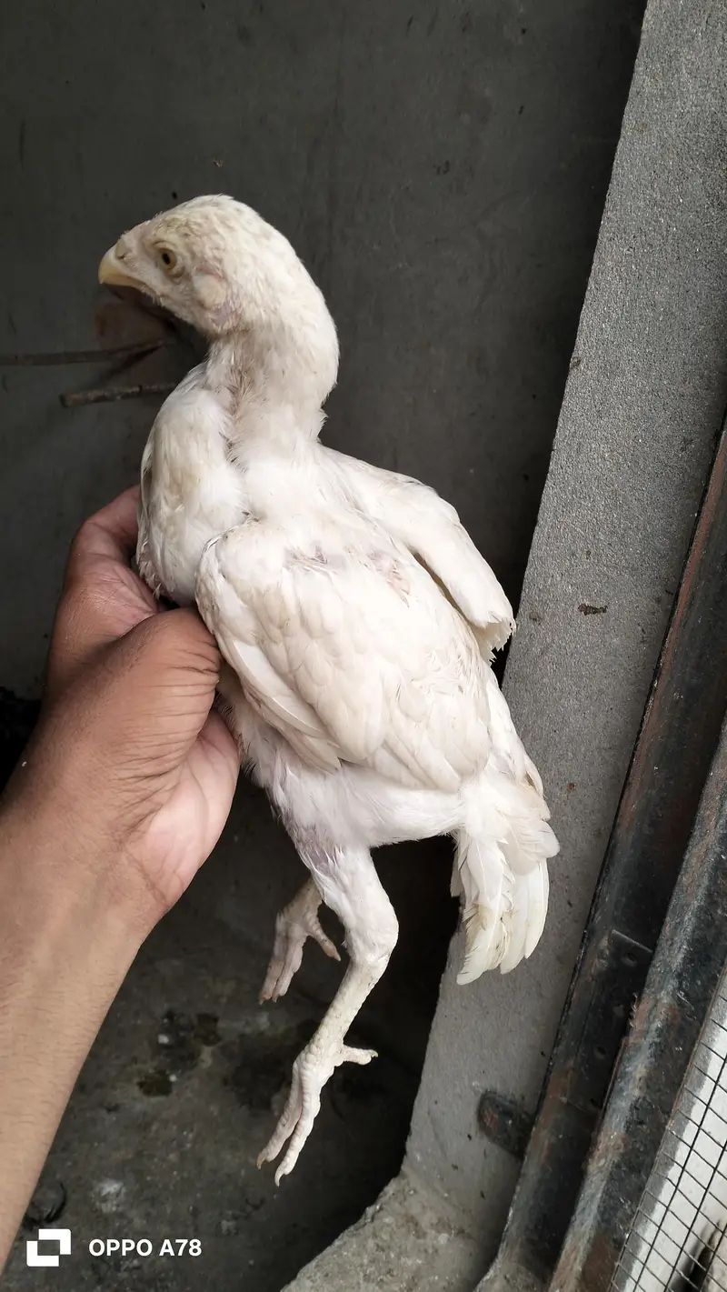 paper white heera chicks high quality aseel and Thai chicks pair — photo 3