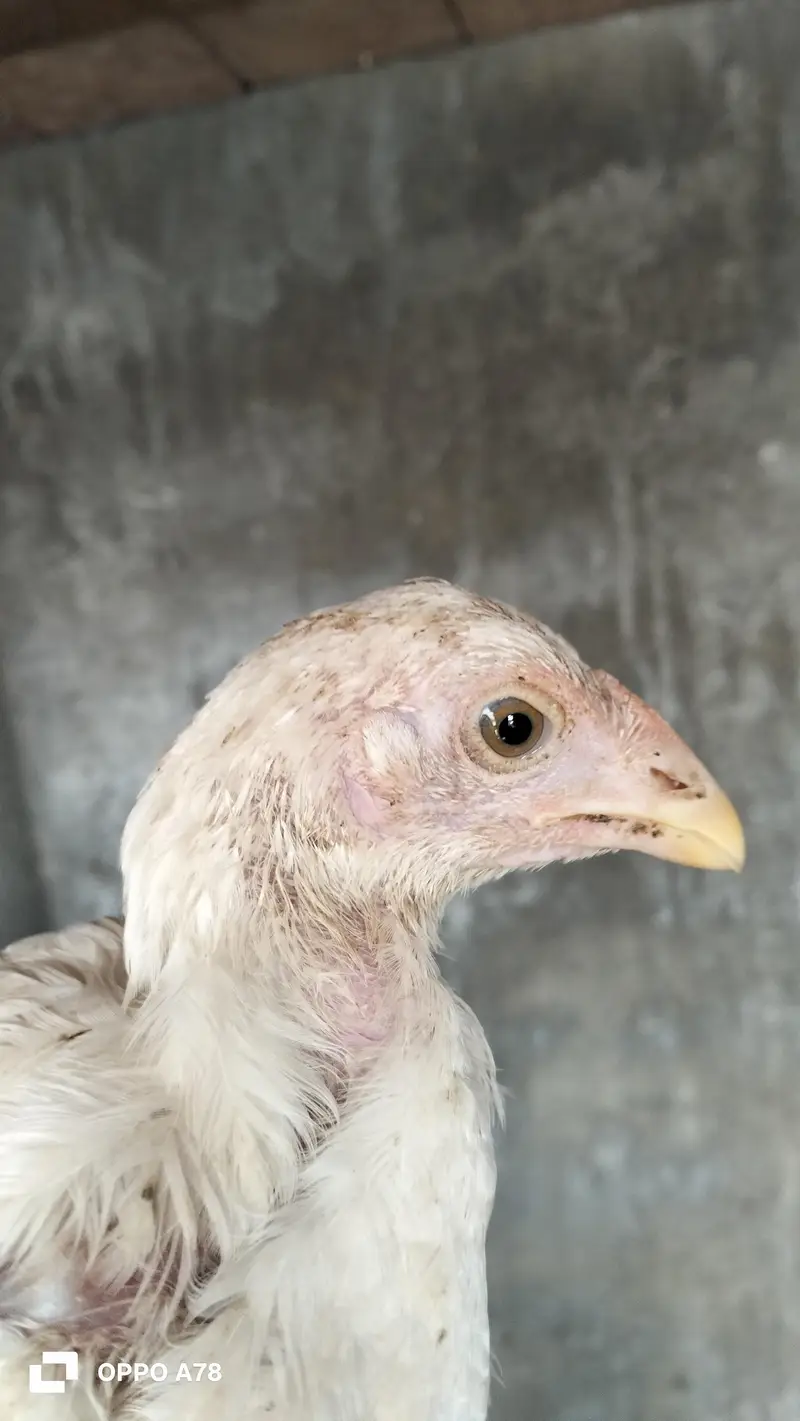 paper white heera chicks high quality aseel and Thai chicks pair — photo 4