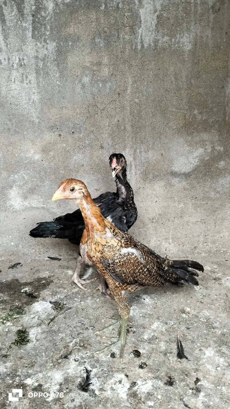 paper white heera chicks high quality aseel and Thai chicks pair — photo 5