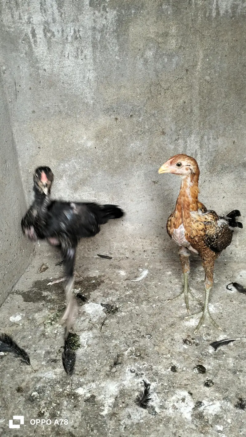 paper white heera chicks high quality aseel and Thai chicks pair — photo 6