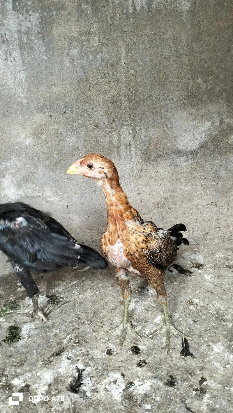 paper white heera chicks high quality aseel and Thai chicks pair — photo 7