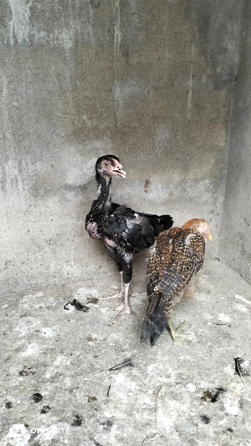 paper white heera chicks high quality aseel and Thai chicks pair — photo 8