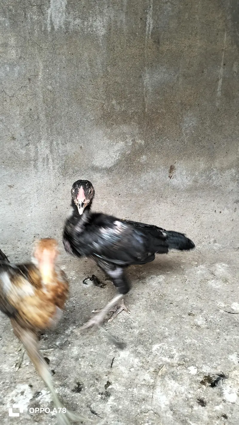 paper white heera chicks high quality aseel and Thai chicks pair — photo 9