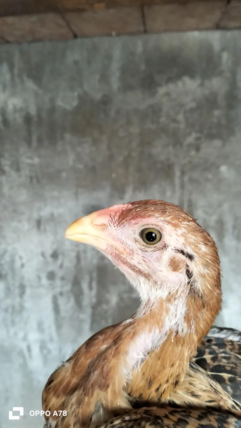 paper white heera chicks high quality aseel and Thai chicks pair — photo 11