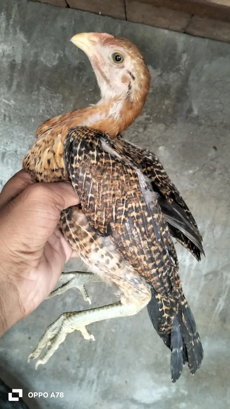 paper white heera chicks high quality aseel and Thai chicks pair — photo 12