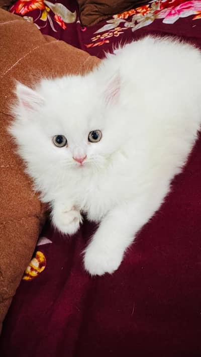 Persian kittens