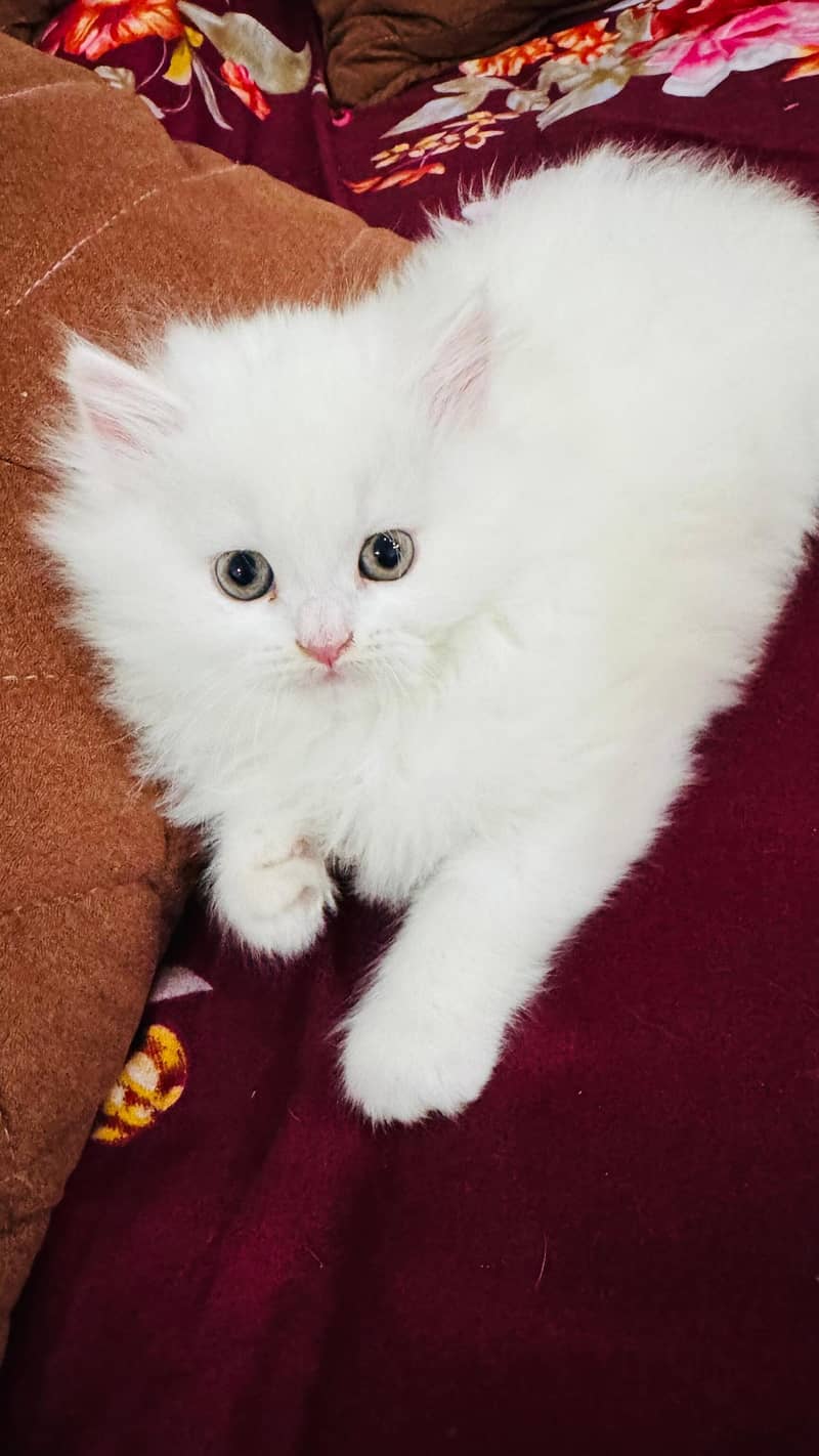 Persian kittens 0