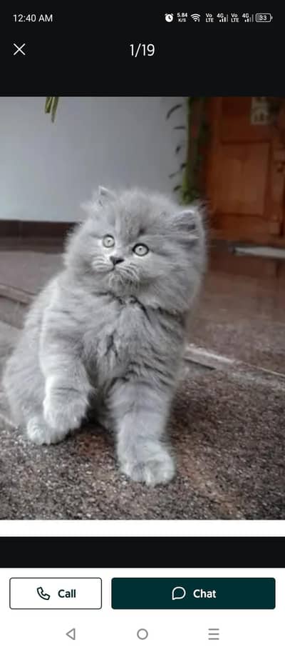 Gray kittens