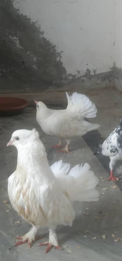 English fantail white pair