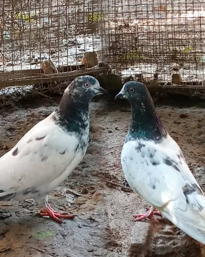 Pigeons pair full active and healthy, price is negotiable.