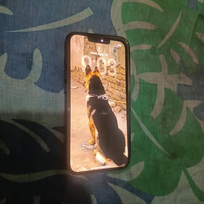 iphone 13 non pta