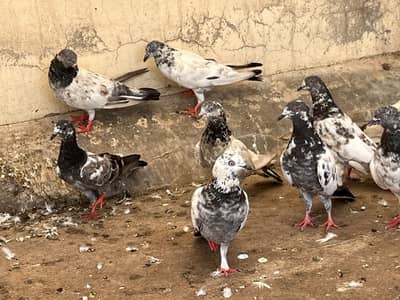 Kabootar for sale
