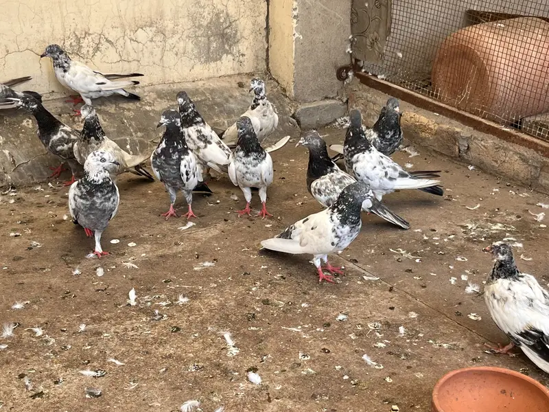 Kabootar for sale — photo 2