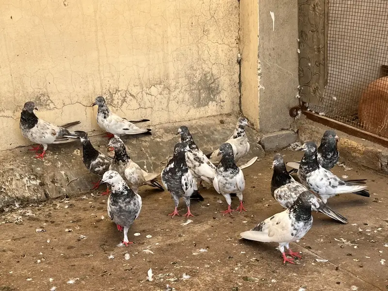 Kabootar for sale — photo 3