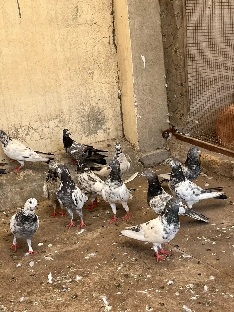 Kabootar for sale — photo 4