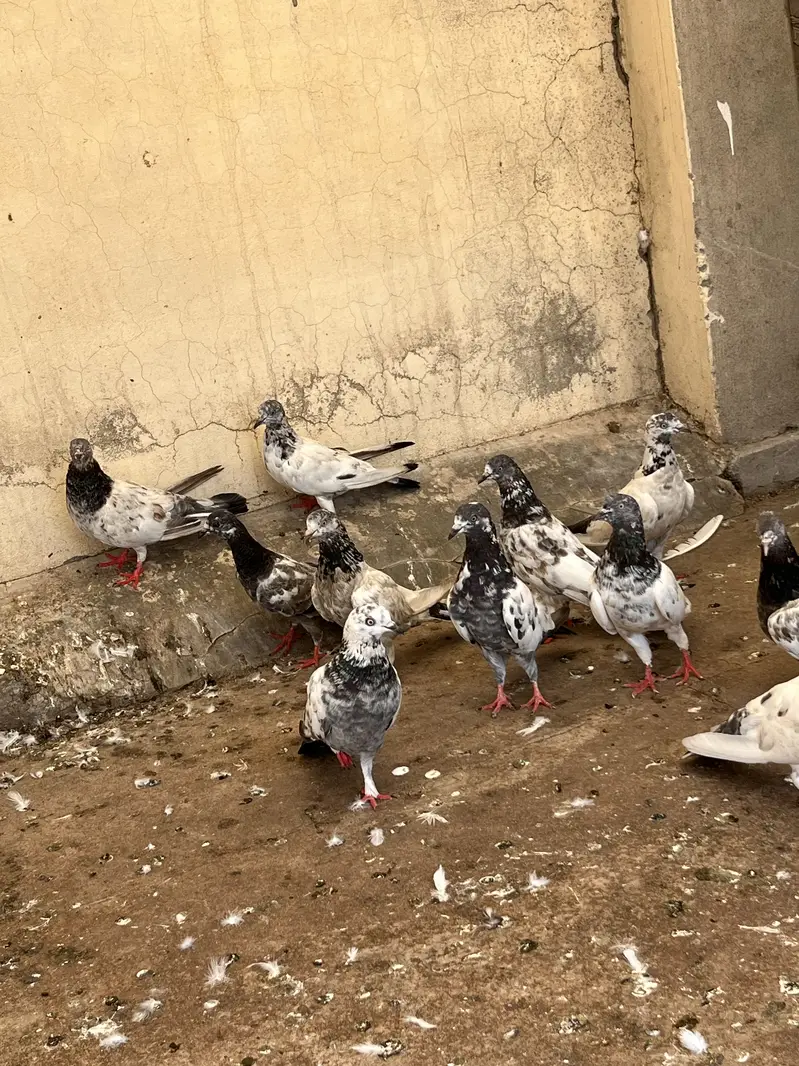 Kabootar for sale — photo 5