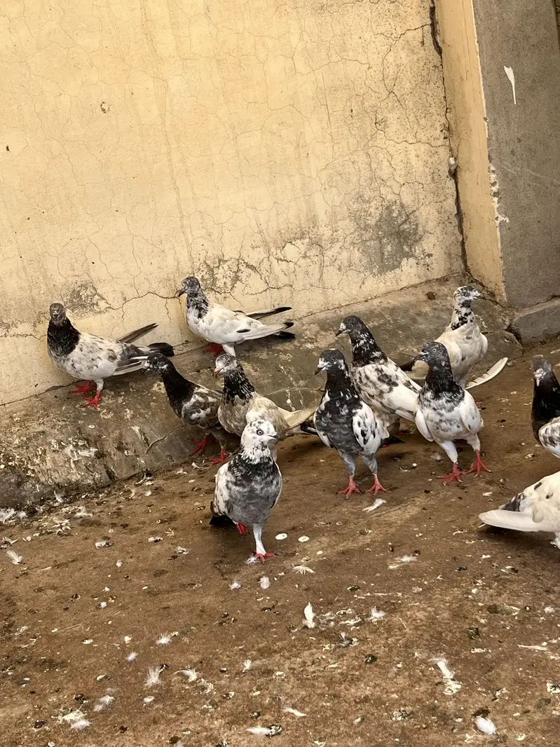 Kabootar for sale — photo 7