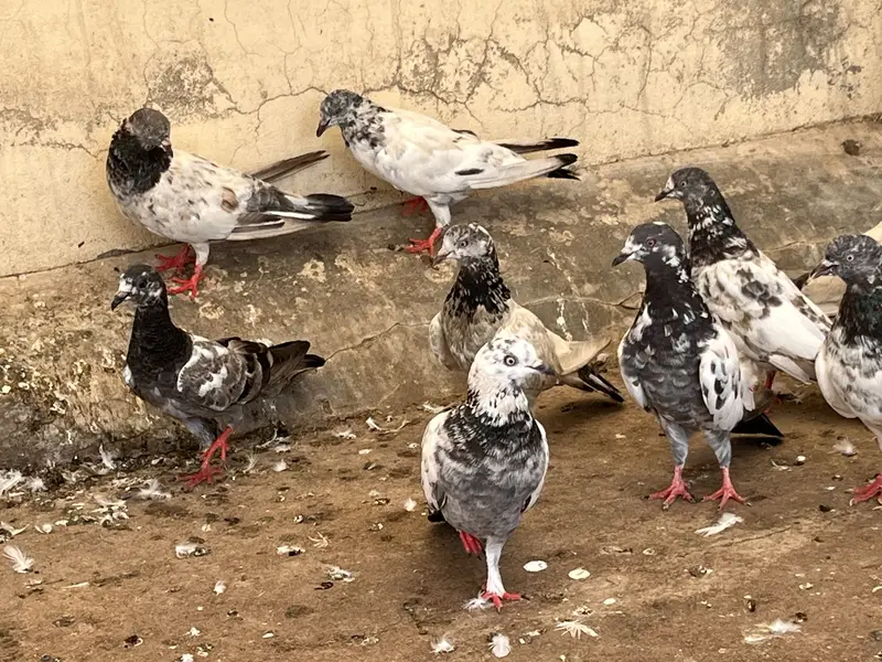 Kabootar for sale — photo 8