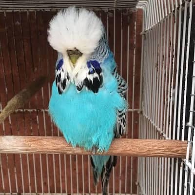 Exhibition Budgie Required