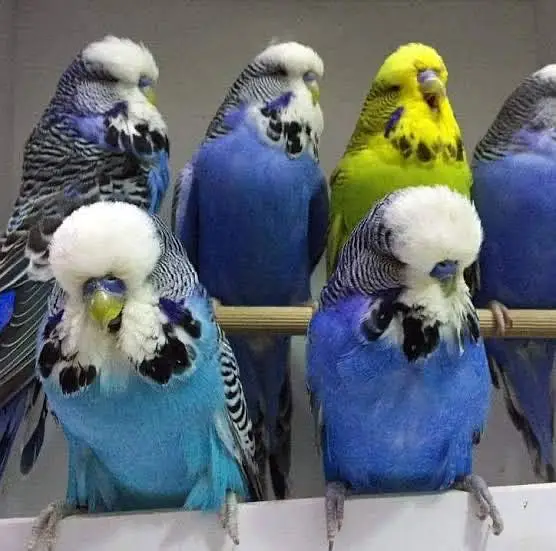 Exhibition Budgie Required — photo 2