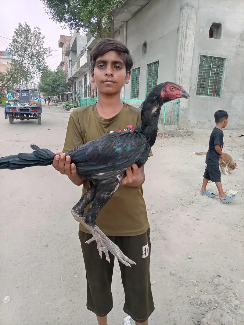 aseel murga for sale — photo 2