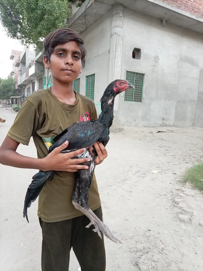 aseel murga for sale — photo 3