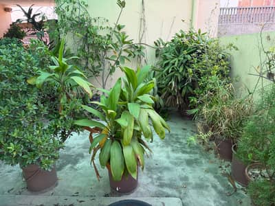 60+ Plants Available for Sale - Create Your Own Green Paradise!